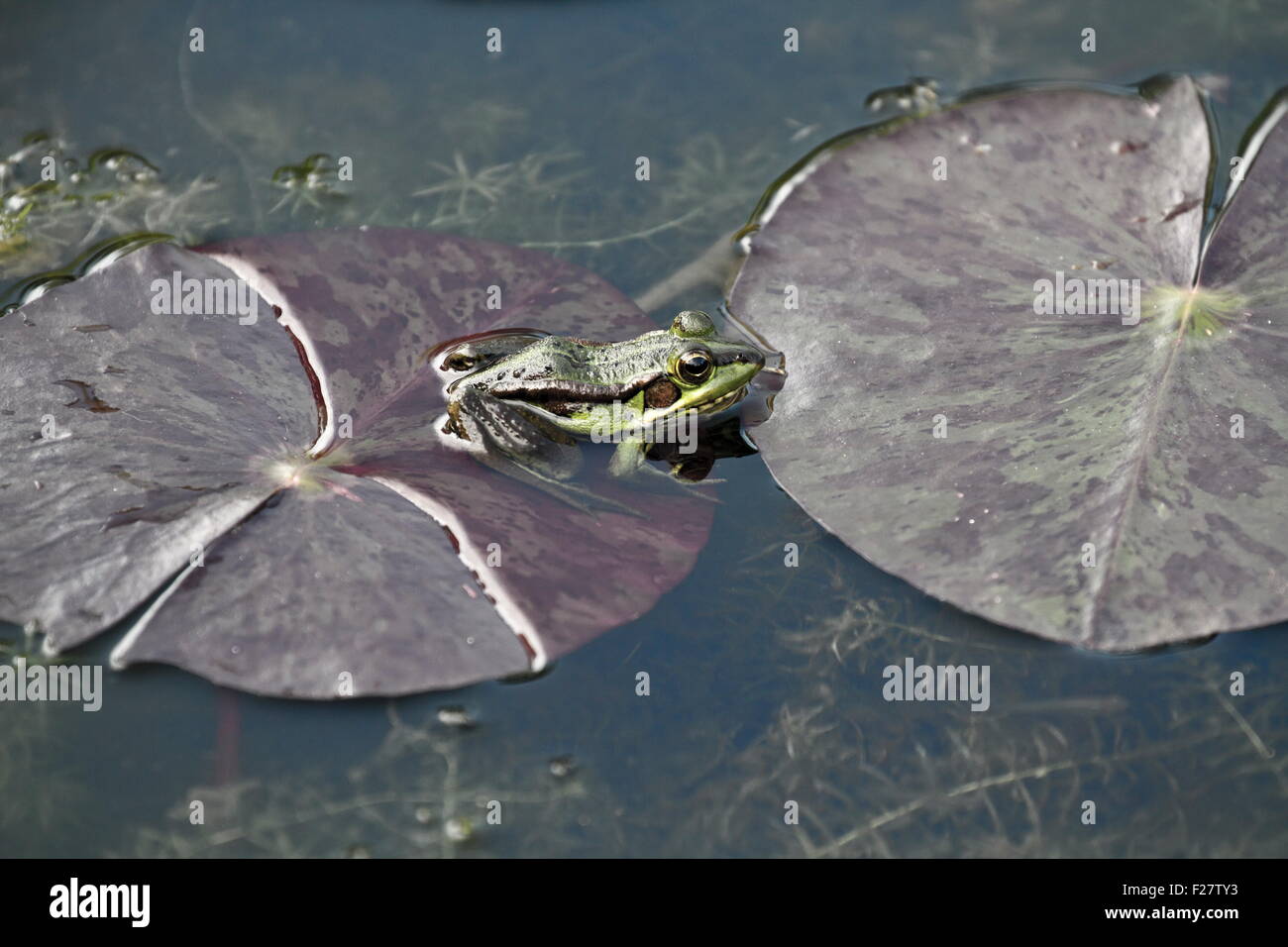 green pond frog in natural habitat Stock Photo