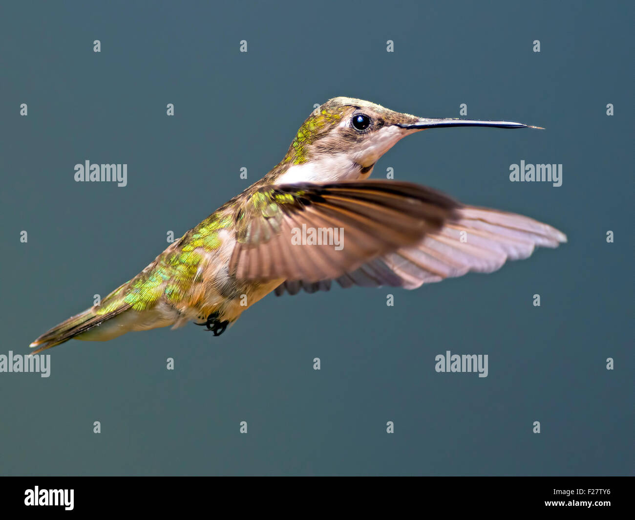 Female Hummingbird in Flight Stock Photo