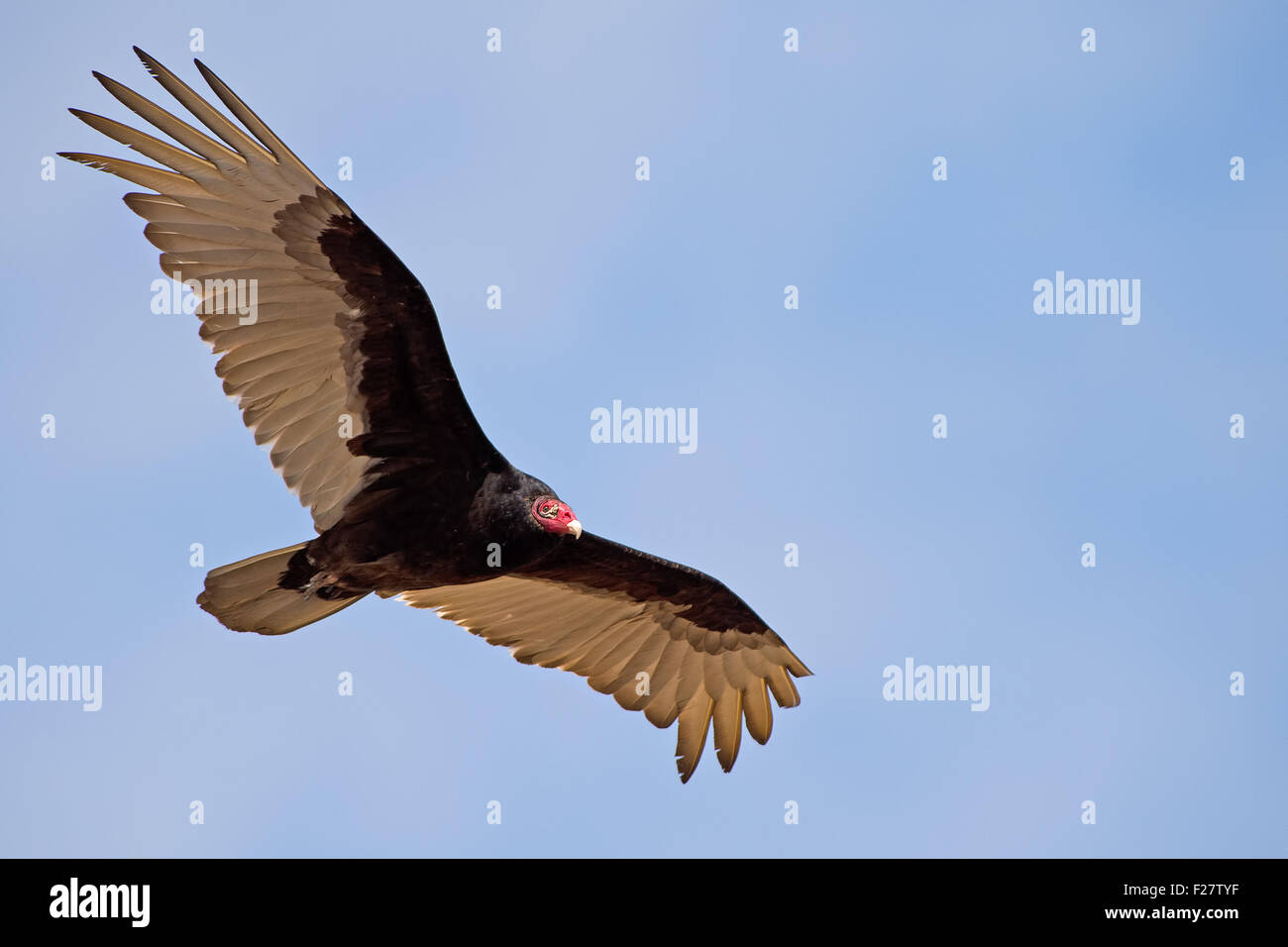 Turkey Vulture in Flight Stock Photo Alamy