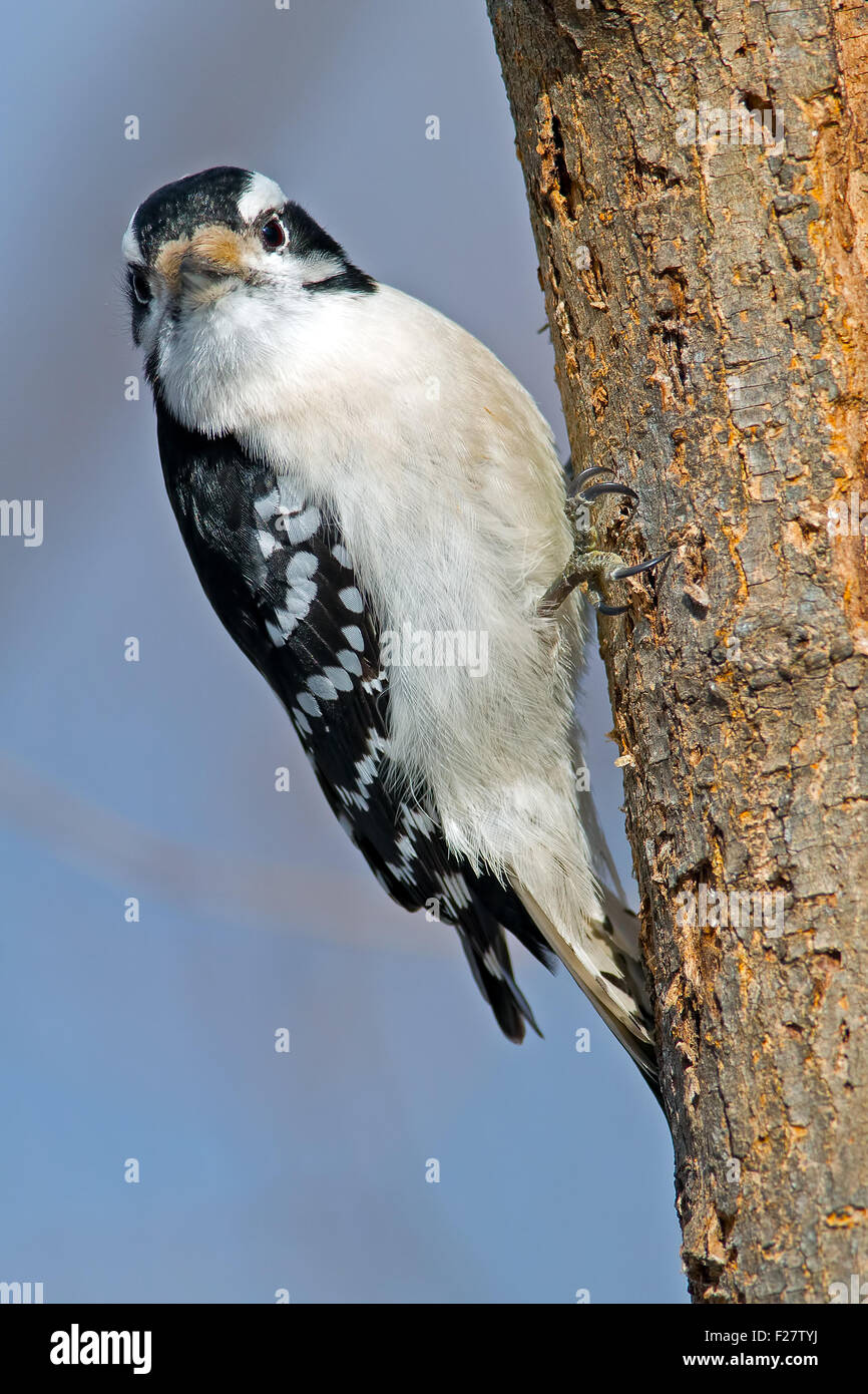 Downy Woodpecker Scaling a Tree Stock Photo