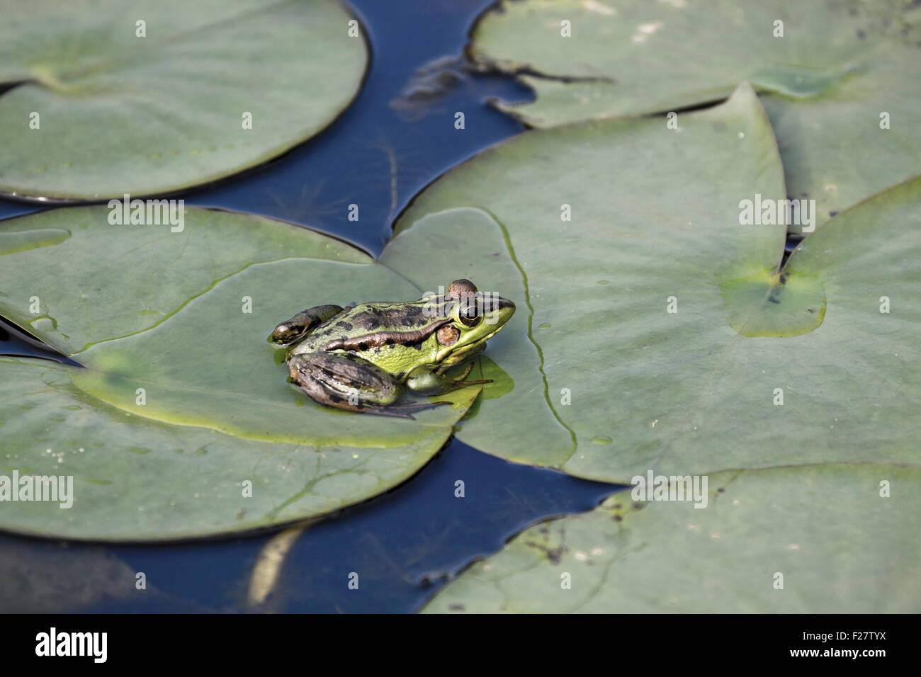 green pond frog in natural habitat Stock Photo