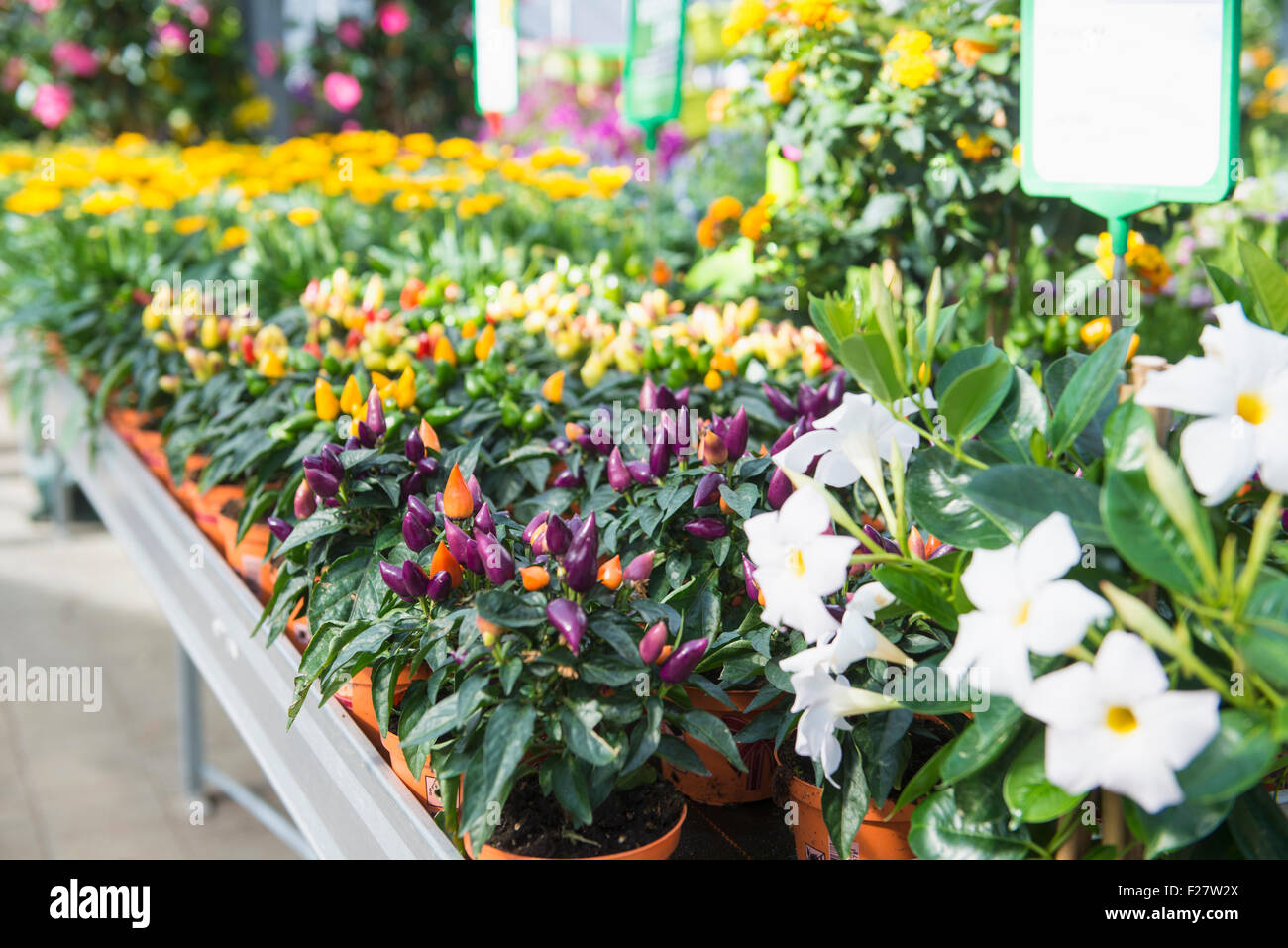 Flower and chilli plants in garden centre, Augsburg, Bavaria, Germany