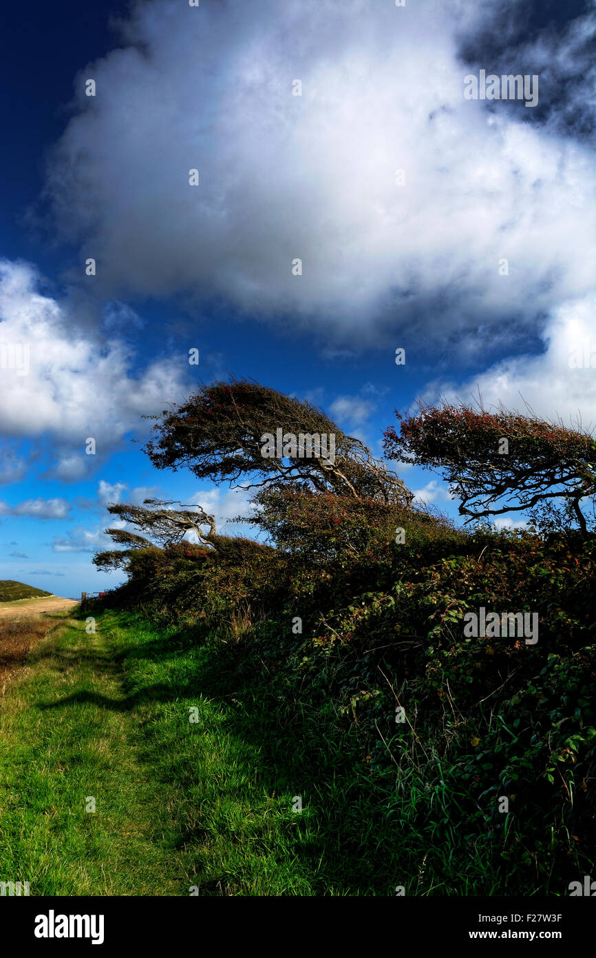 An image of windswept and sculpted trees on Northcourt Down and Chillerton Down, Isle of Wight Stock Photo
