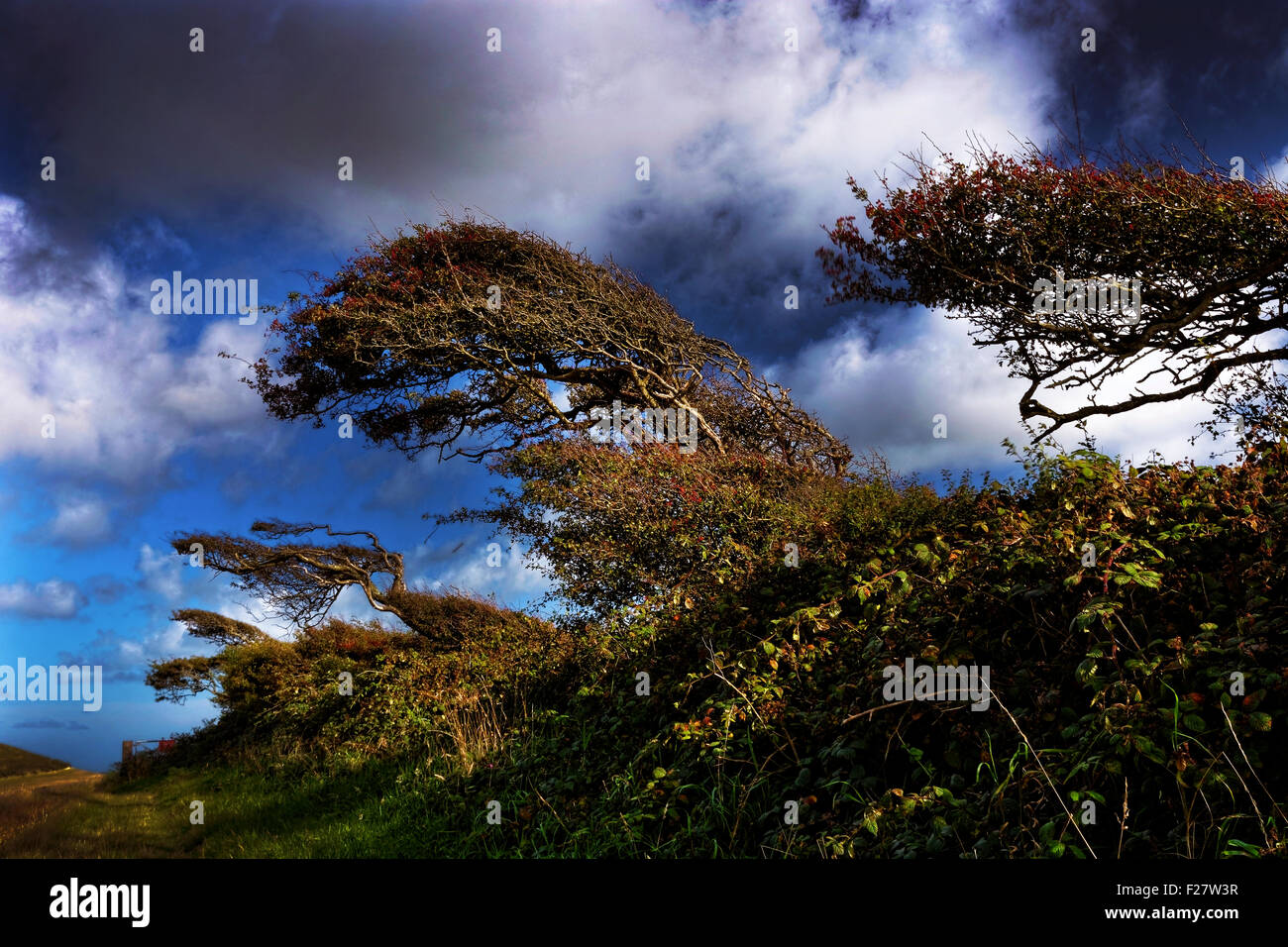 An image of windswept and sculpted trees on Northcourt Down and Chillerton Down, Isle of Wight Stock Photo