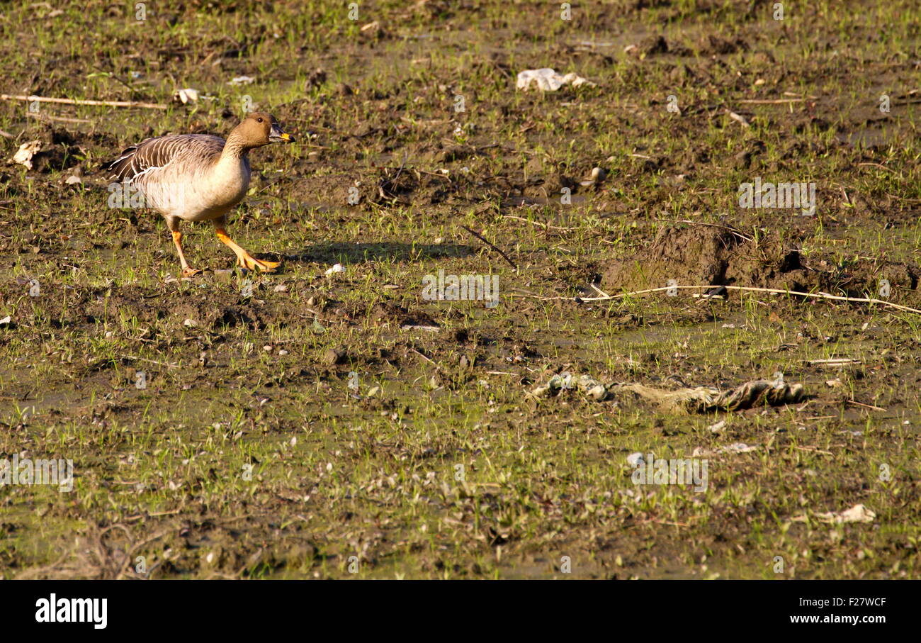 Bean Goose in natural habitat,Anser fabalis Stock Photo