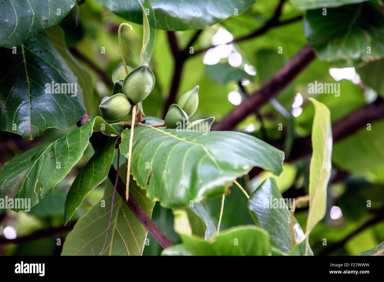 Closeup image of green almonds on a tree brunch Stock Photo