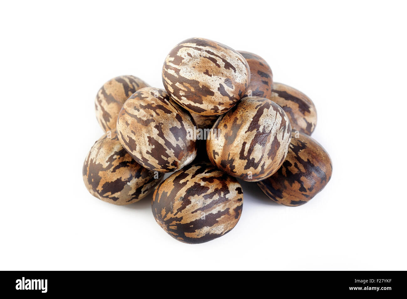 Para rubber seeds on white background Stock Photo Alamy