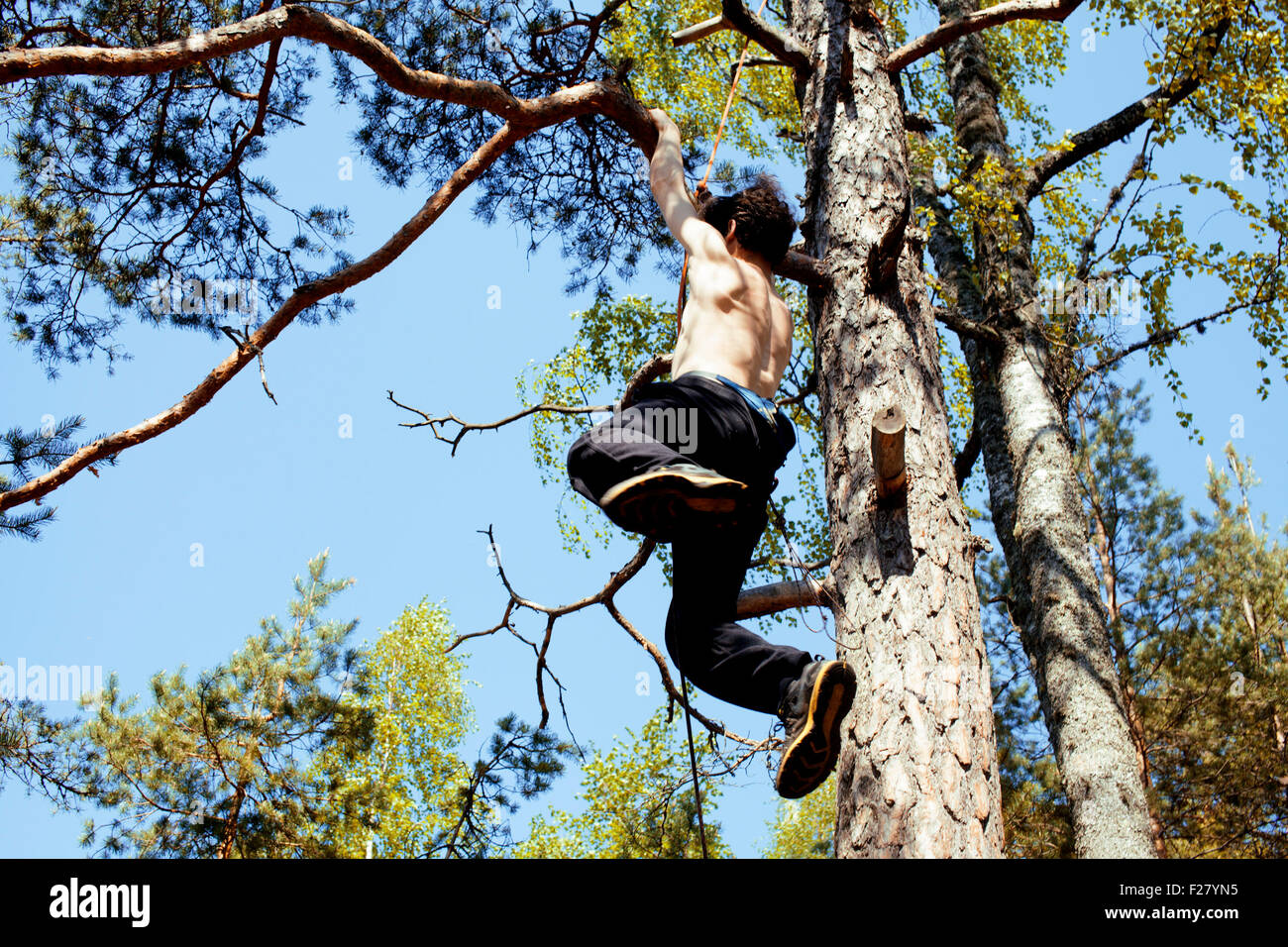 young man climbing on tree in forest close up hight Stock Photo