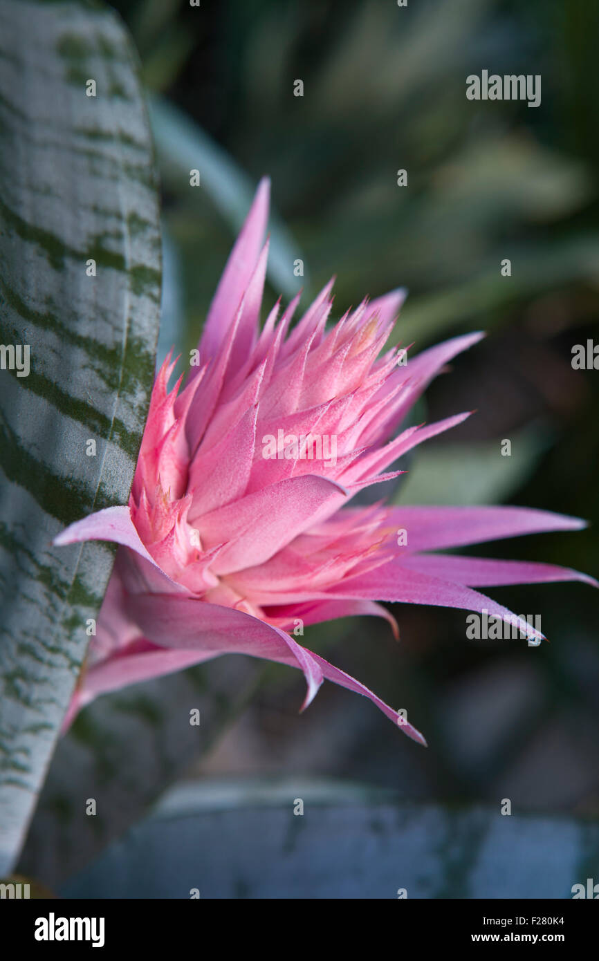 Closeup of Aechmea ramosa (Silver vase bromeliad) Stock Photo