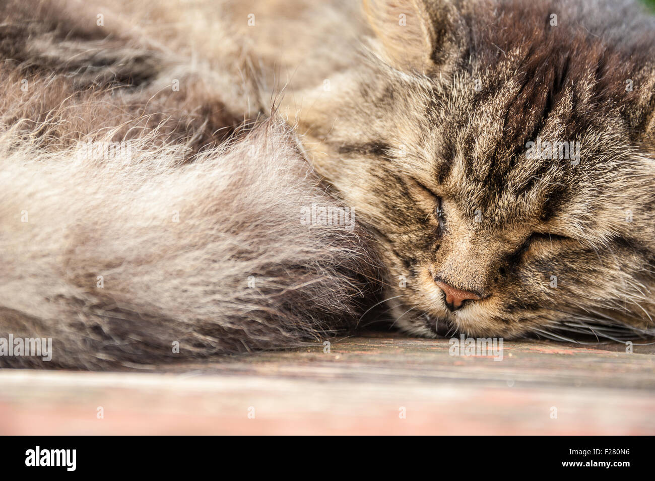 Tabby cat sleeping on an outdoor table. Stock Photo