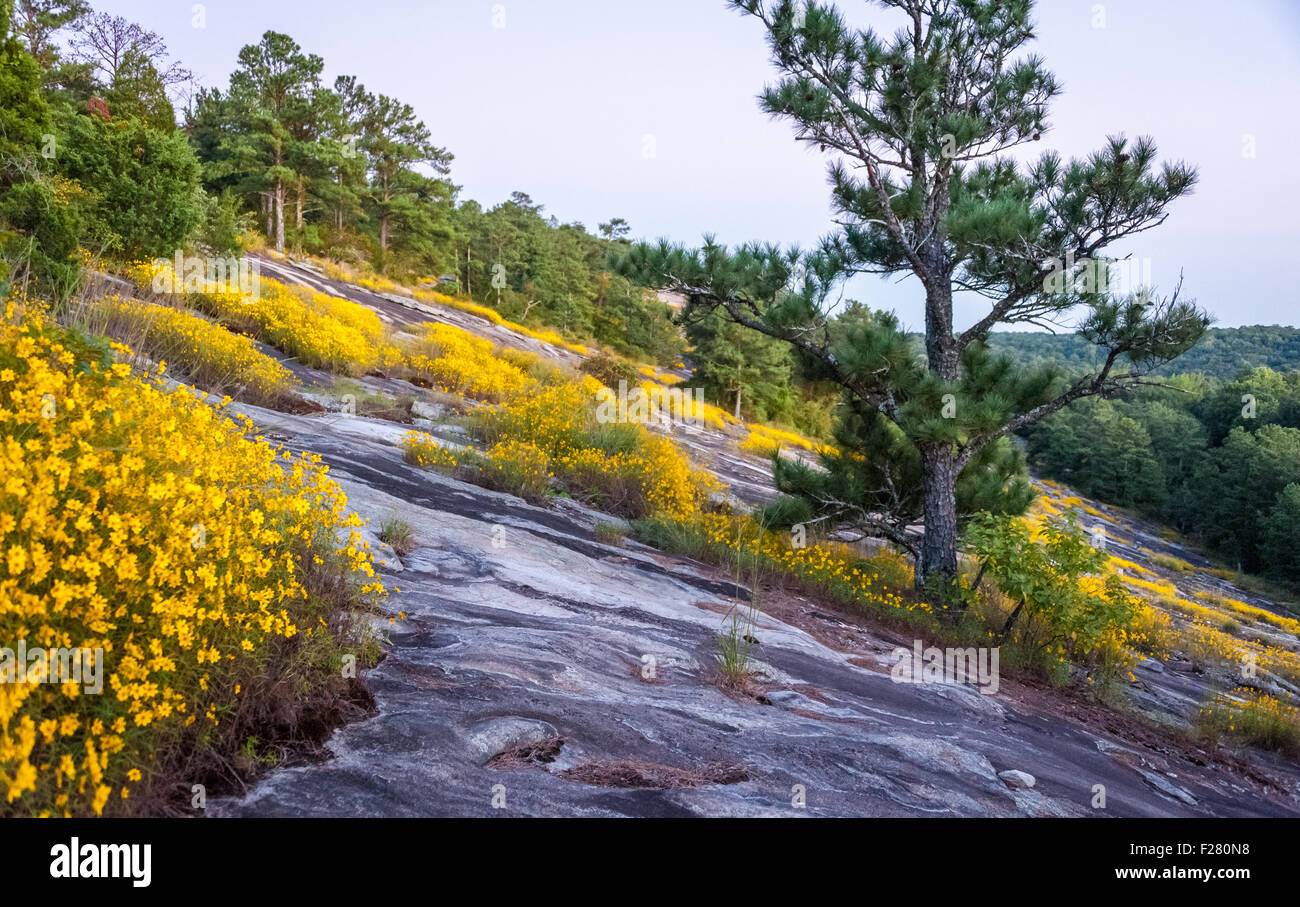 Yellow daisies in full blossom on the granite mountainside of Stone