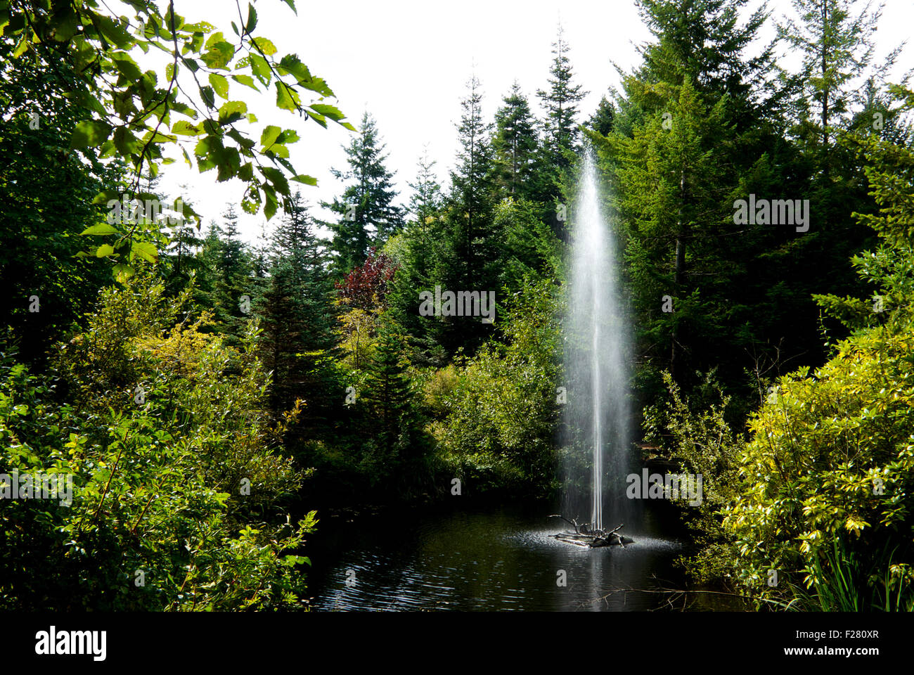 Fountain in pond at Kitty Coleman Woodland Garden Courtney BC Canada Stock Photo