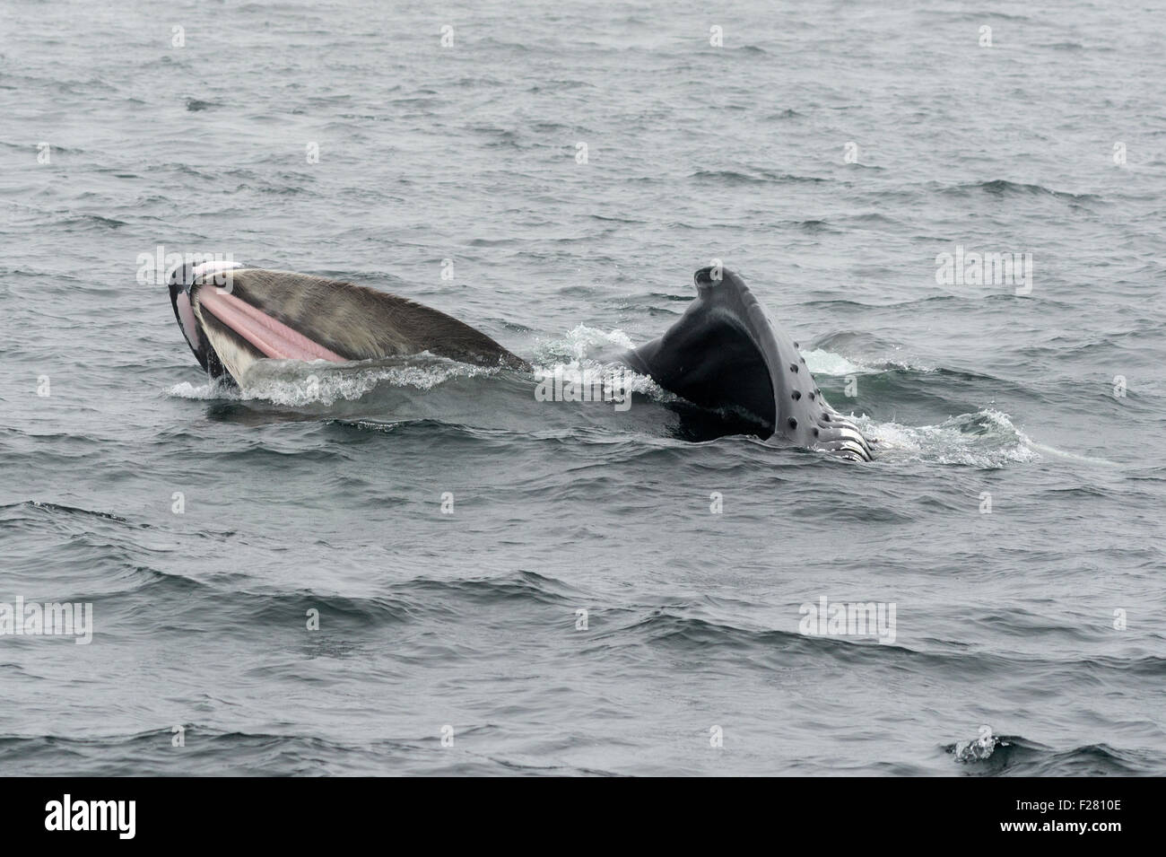 Humpback whale lateral lunge feeding in Southeast Alaska. Stock Photo