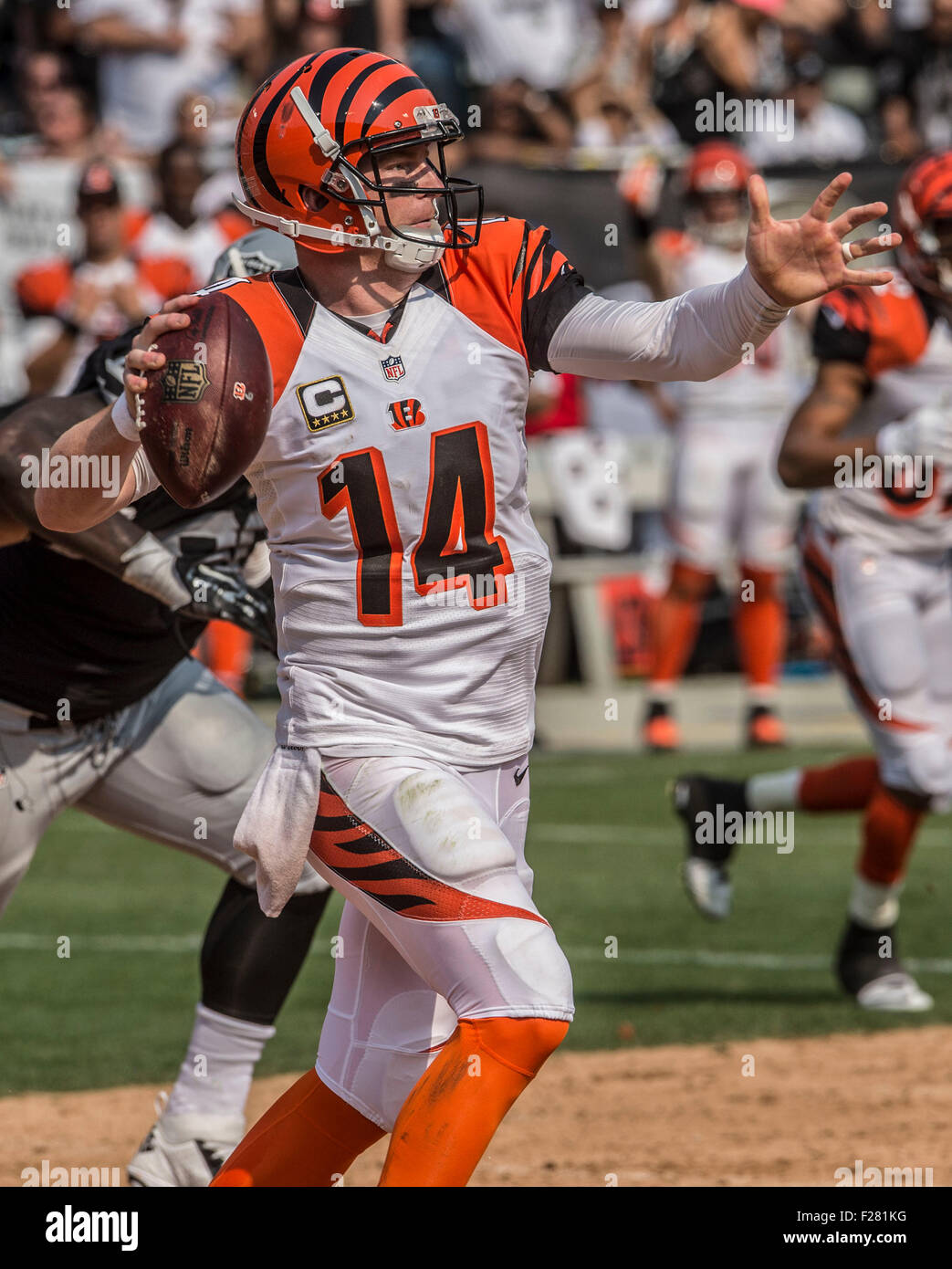 Oakland, California, USA. 13th Sep, 2015. Cincinnati Bengals quarterback Andy Dalton (14) pass ball on Sunday, September 13, 2015, at O.co Coliseum in Oakland, California. The Bengals defeated the Raiders 33-13. Al Golub/CSM/Alamy Live News Stock Photo