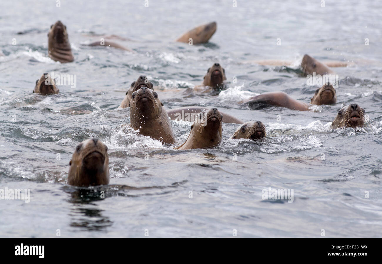 Group of Steller sea lions swimming in Frederick Sound, Alaska Stock