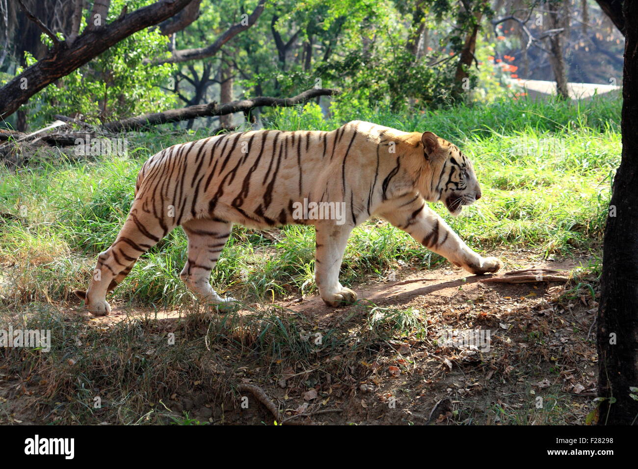 White Indian Tiger Stock Photo Alamy