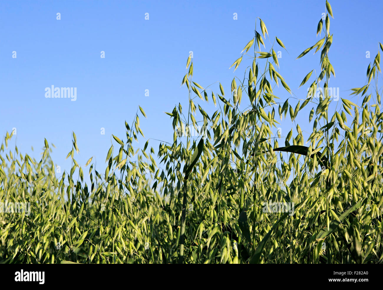 Beautiful summer field of oats. Spikelets close up. Stock Photo