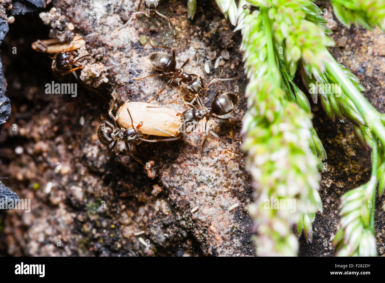Insect. Overhead close up view of Black garden ants 'Lasius niger', disturbed nest, two ants and together carrying egg, lavae. Stock Photo