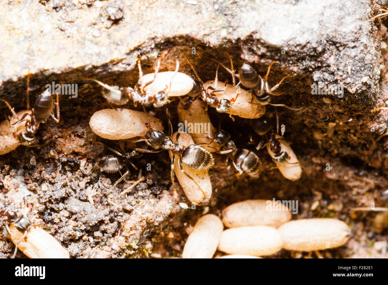 Insect. Overhead close up view of Black garden ants 'Lasius niger', disturbed nest, ants walking over egg pile, picking them up and carrying them off. Stock Photo