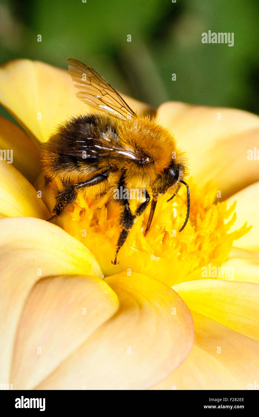 Close up, macro shot of  Bumble bee, 'Bombus Pascuorum', collecting pollen from yellow flower, with his legs and head covered in pollen gains. Stock Photo