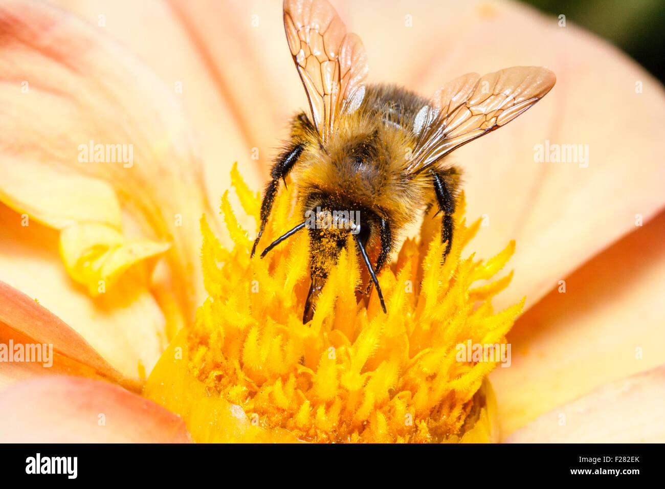 Pollen Covered Bumble Bee Feeding High Resolution Stock Photography and ...