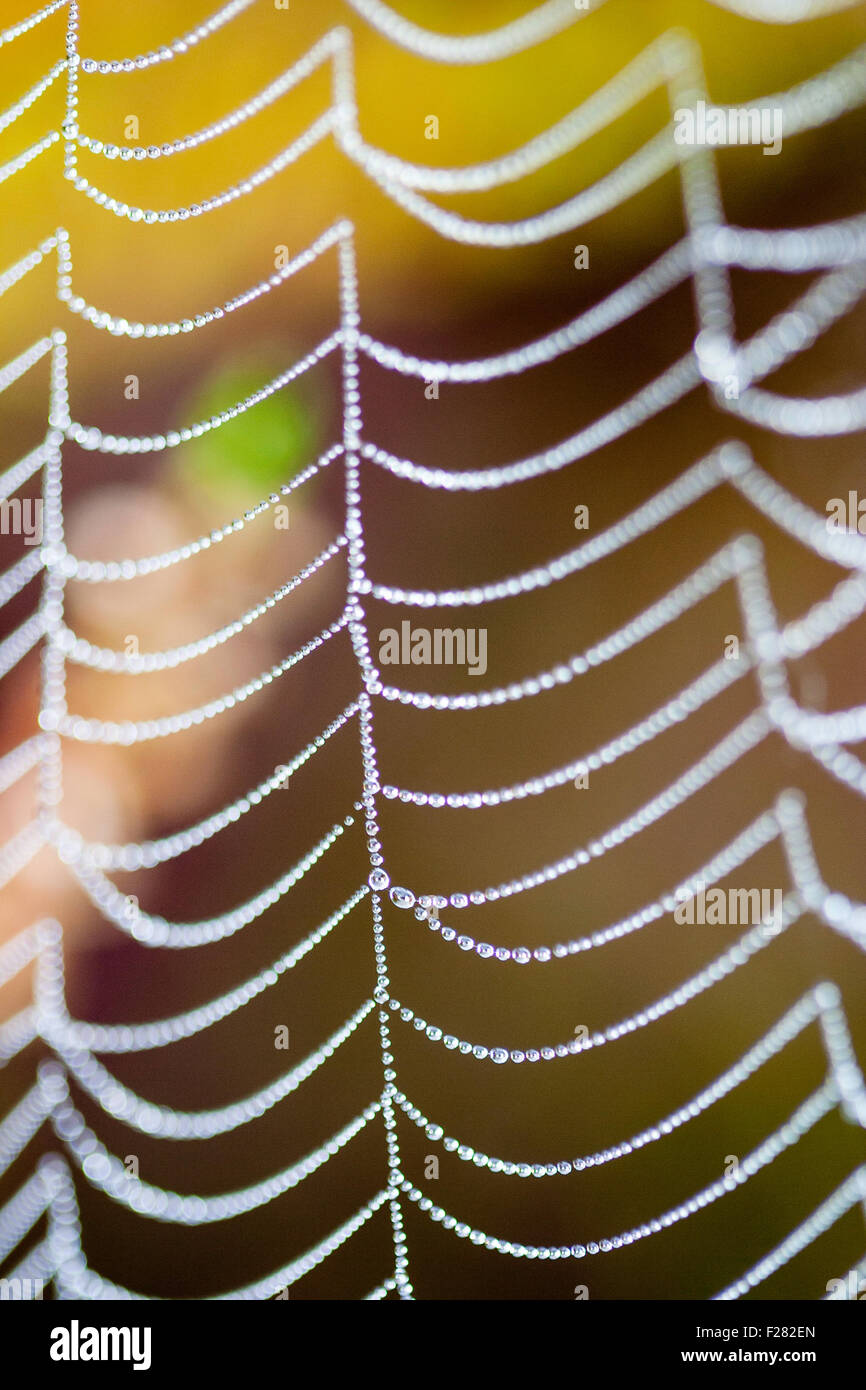Spider Web Pattern Dew Early morning dew drops on stands of a spider web in woodlands. Forming ...