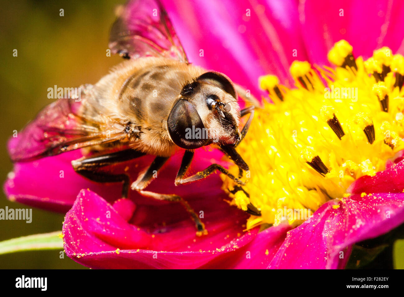 Insect. Close up macro of a facing Hover fly, 'myathropa Florae', collecting nectar with tongue from cosmos flower. AKA Flowerfly and sweat bee. Stock Photo