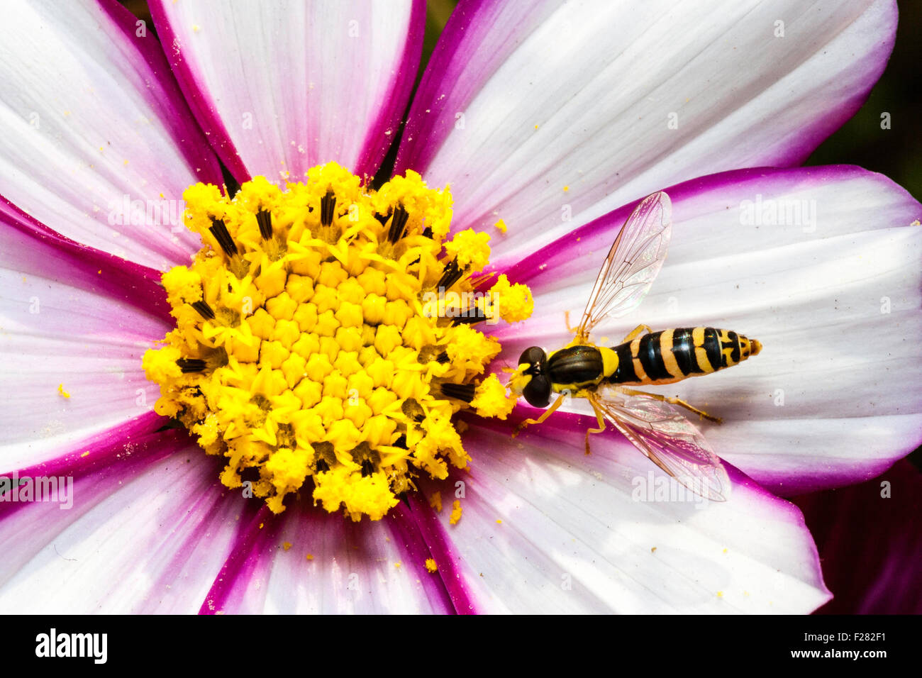 Insect. Hover fly, also called sweat bee, syrphid fly and flower fly, 'myathropa Florae', collecting nectar from a cosmos flower. Macro shot. Stock Photo