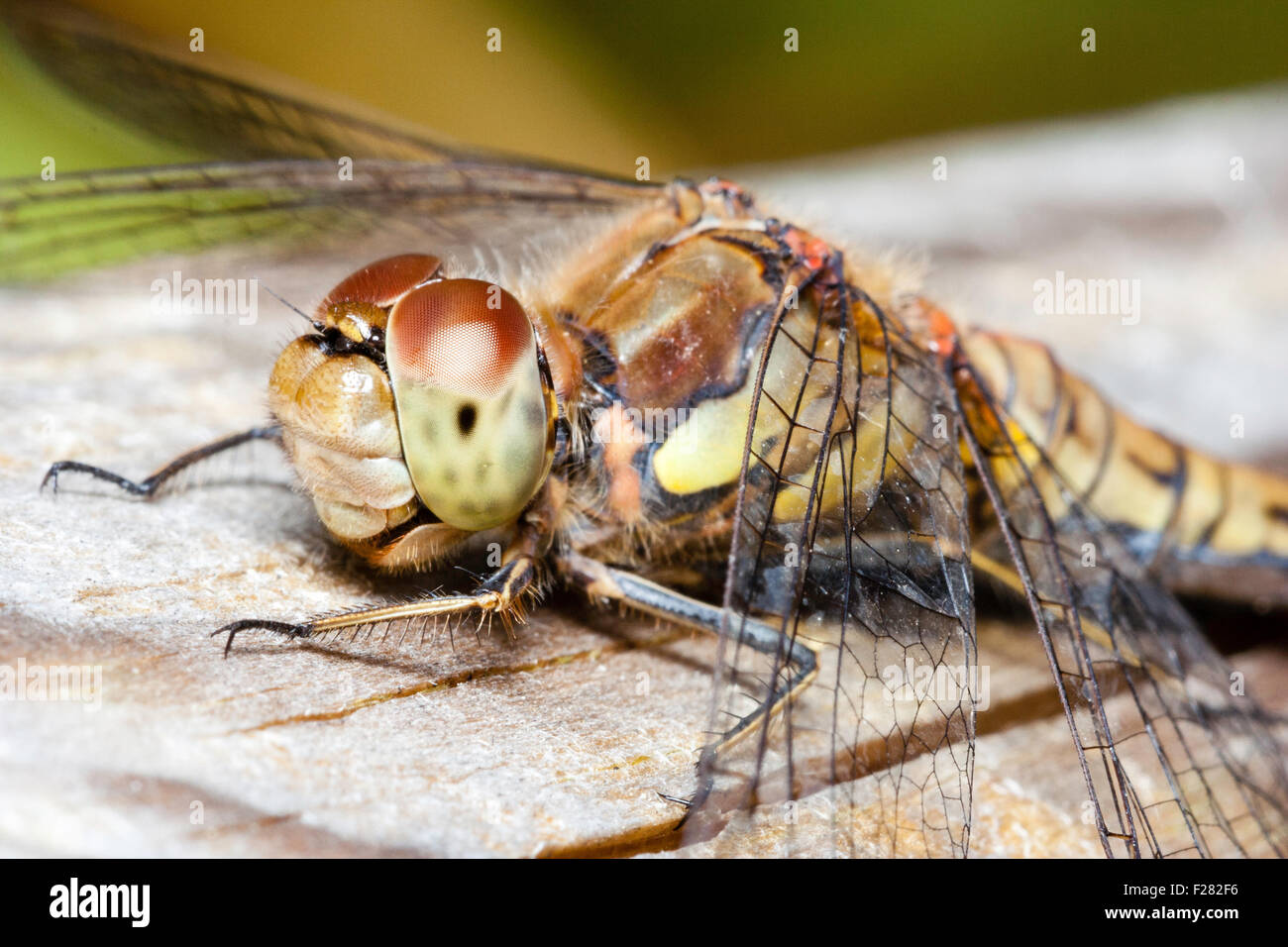 Insect, Close up of Dragonfly, Common Darter 'sympetrum striolatum', perched on wooden fence slat. Detail of compound eye, legs, and thorax. Stock Photo