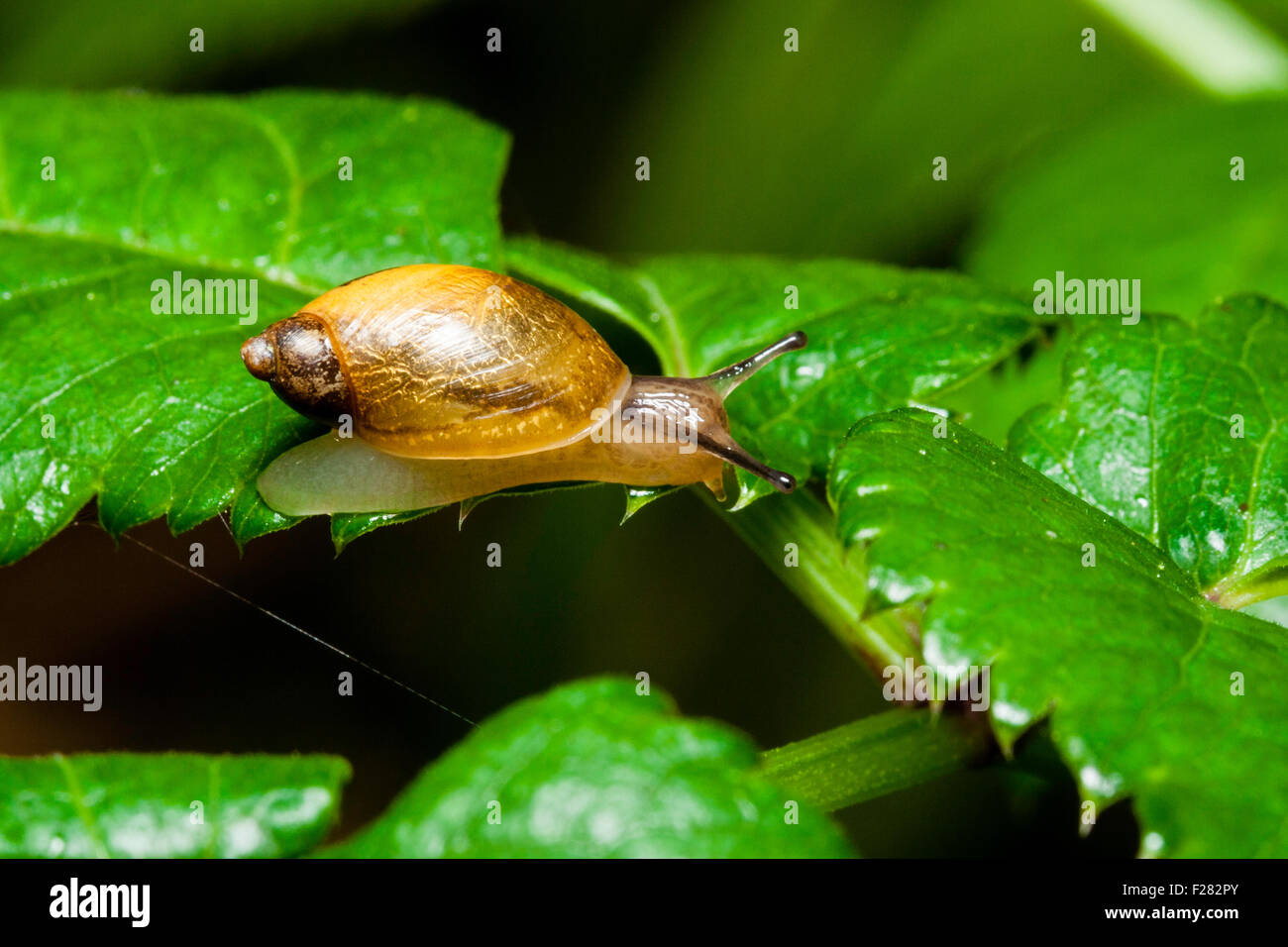 Small Amber Snail, 'Succinea putris', crawling over from one leaf to another after rainfall. Macro close up. Stock Photo