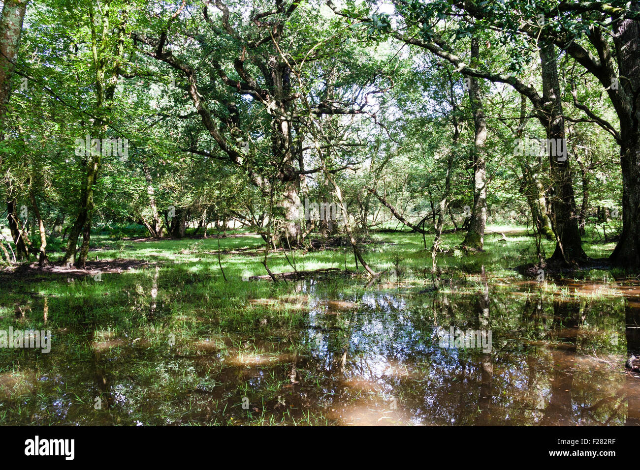 England, New Forest. Marshy Wood Grove. Swampland, marsh type landscape, trees growing in water flooded glade, sunlight filtering through. Stock Photo