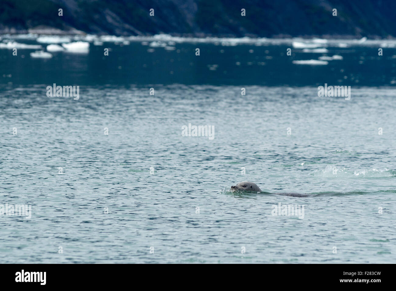Harbor seal swimming in Endicott Arm, Alaska. Stock Photo