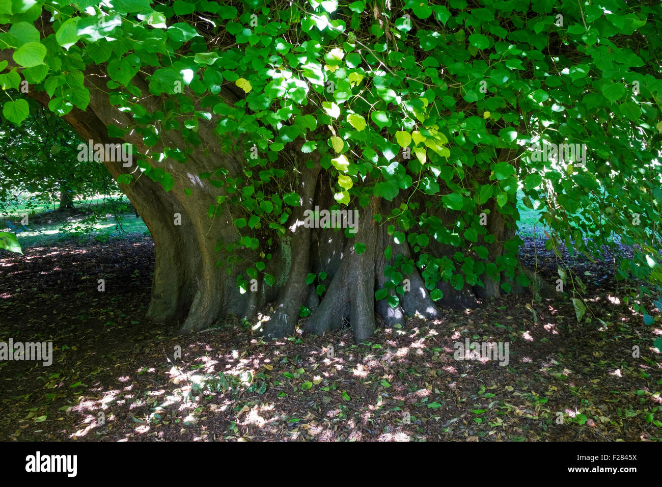 Under the 400 year old Elm Tree at Holker Hall voted by The Tree Council one of fifty Great British Trees 2002 Stock Photo