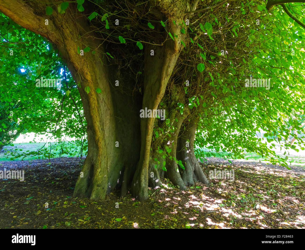 Under the 400 year old Elm Tree at Holker Hall voted by The Tree Council one of fifty Great British Trees 2002 Stock Photo