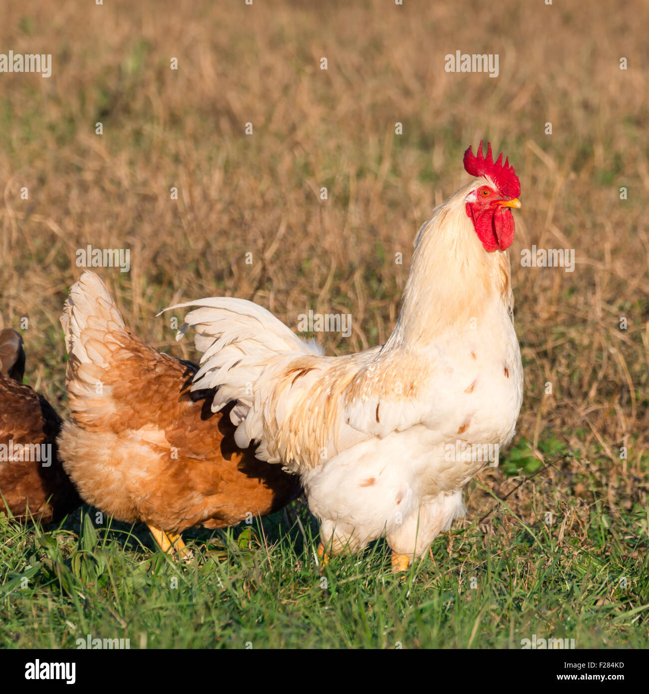 white cock with brown chicken in grass in countryside Stock Photo - Alamy