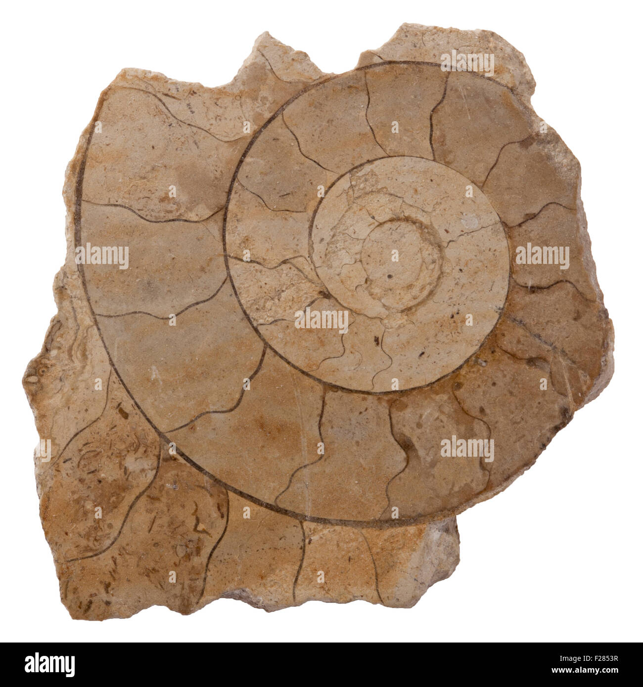 Sliced Ammonite Fossil from the Cretaceous period, found in England, UK Stock Photo