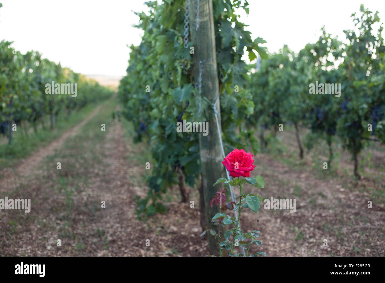 La Faraona Farm, Italy. 12th Sep, 2015. Roses in vineyard are detector of garden sickness like peronospora. Planted at the head of the row  can predict in advance the arrival of it Credit:  Francesco Gustincich/Alamy Live News Stock Photo