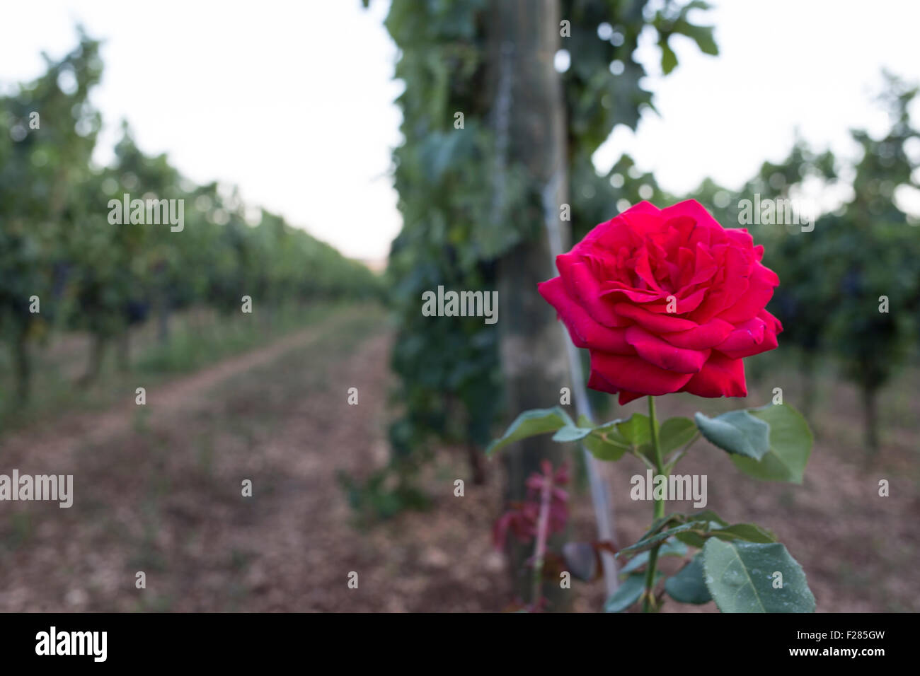 La Faraona Farm, Italy. 12th Sep, 2015. Roses in vineyard are detector of garden sickness like peronospora. Planted at the head of the row  can predict in advance the arrival of it Credit:  Francesco Gustincich/Alamy Live News Stock Photo
