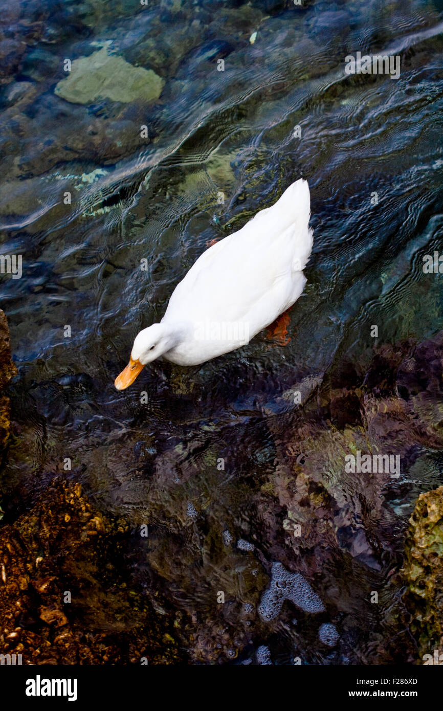 Pekin ducks in the sea water Stock Photo Alamy