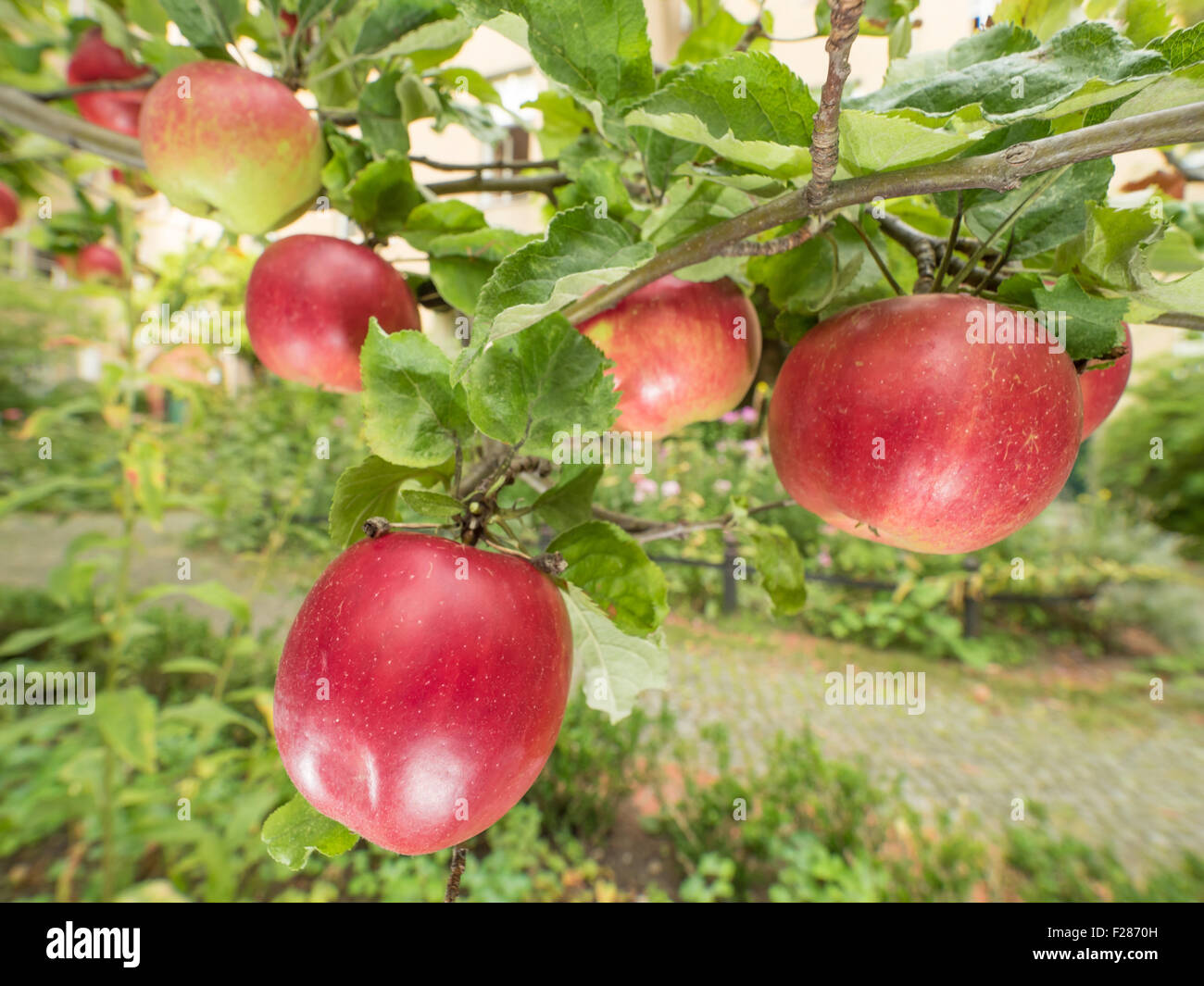 Apfelbaum hi-res stock photography and images - Alamy
