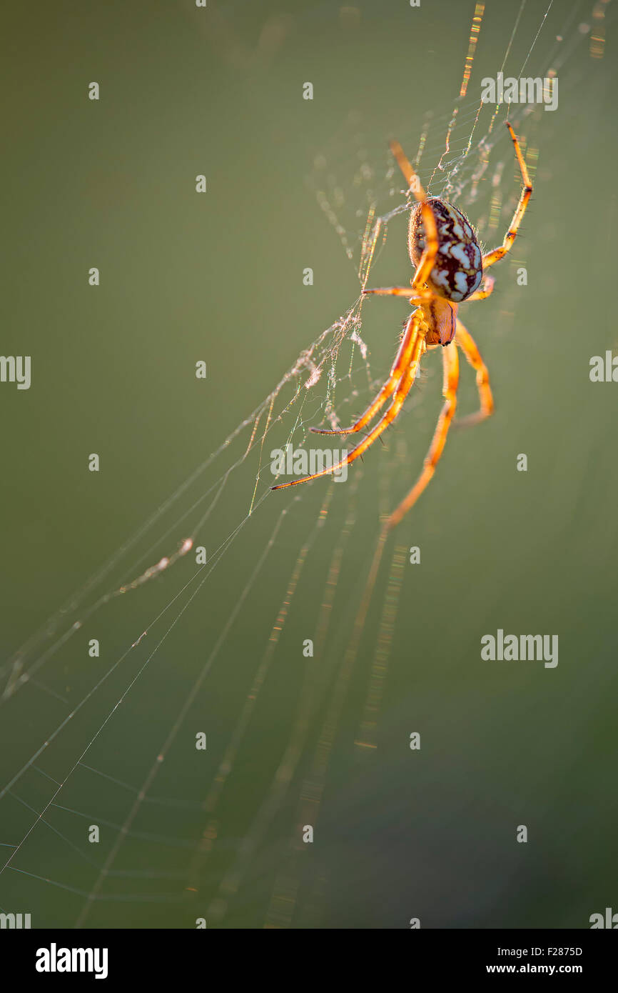 European Garden Spider Araneus Diadematus In Its Web Middle Elbe