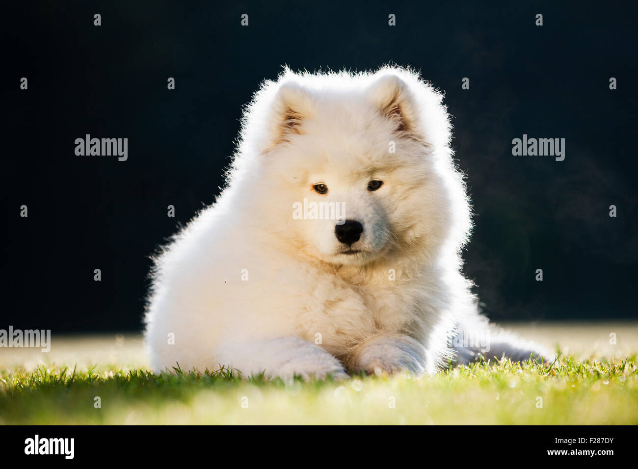 Samoyed dog, puppy, lying down in the grass Stock Photo Alamy