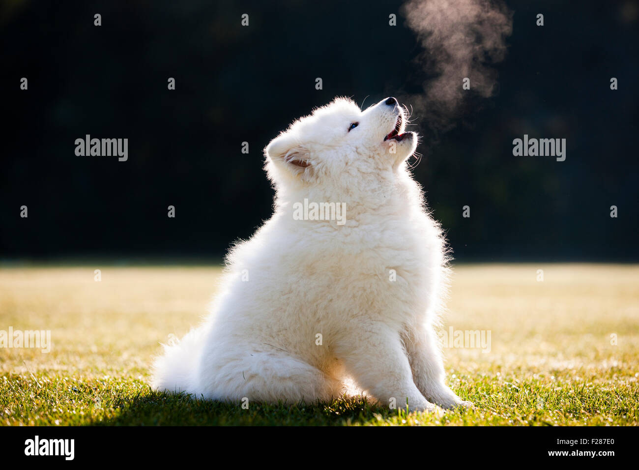 Samoyed dog, puppy, sitting in the grass, howling Stock Photo