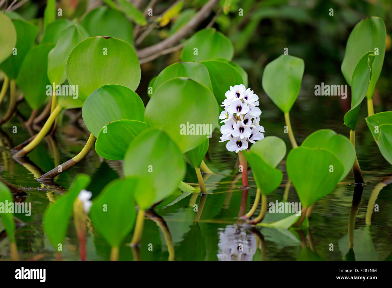 Water hyacinth (Eichhornia crassipes), blooming, Pantanal, Mato Grosso, Brazil Stock Photo