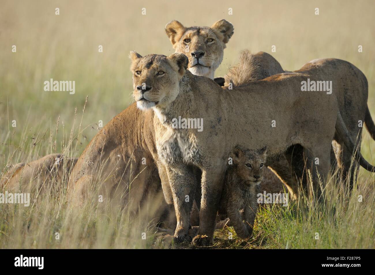 Two lionesses (Panthera leo), protecting their young, Maasai Mara National Reserve, Narok County, Kenya Stock Photo