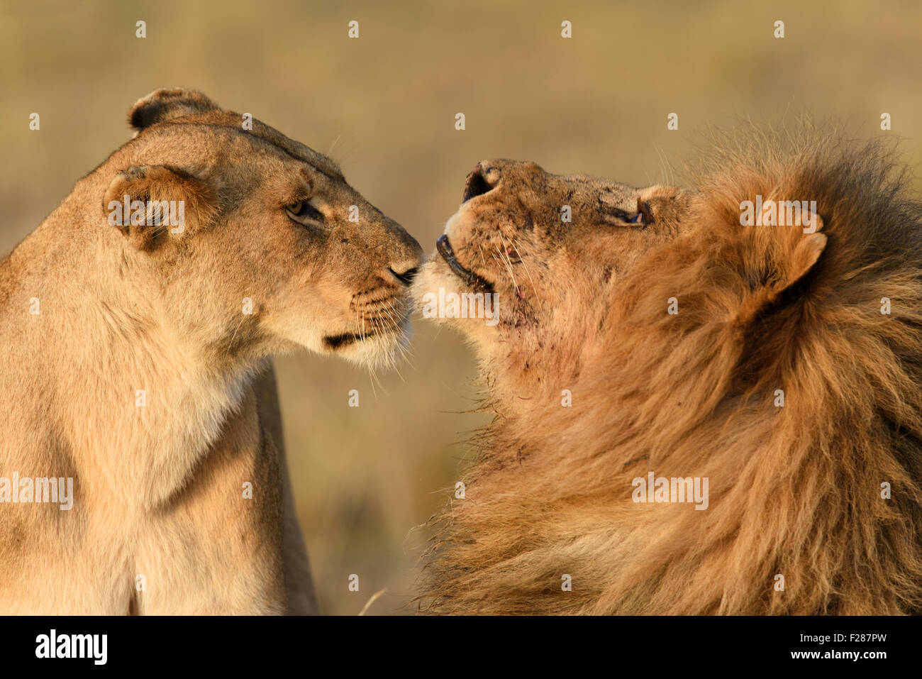 Lions (Panthera leo), sniffing each other, Maasai Mara National Reserve
