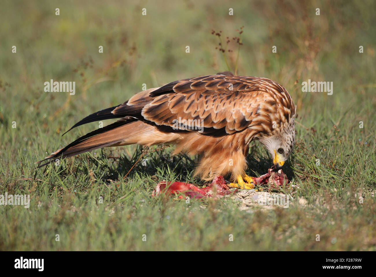 Red Kite (Milvus milvus) eat from a carcass, Allgäu, Bavaria, Germany Stock Photo
