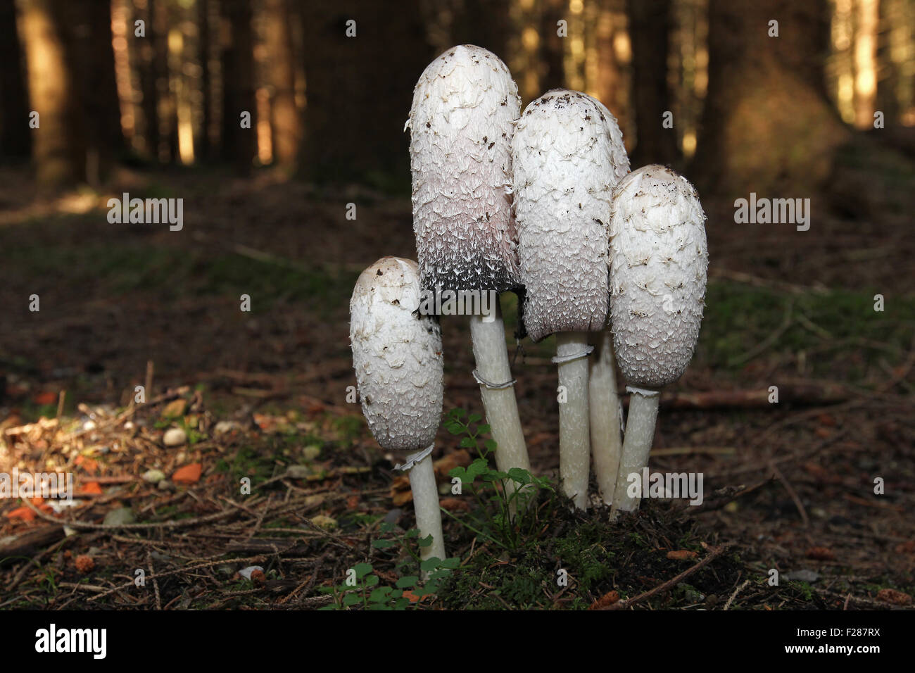 The shaggy ink cap (Coprinus comatus) in a spruce forest, Allgaeu, Bavaria, Germany Stock Photo