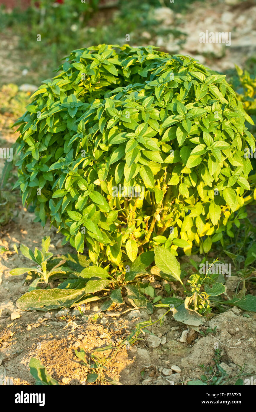 Basil plant in a garden Stock Photo Alamy