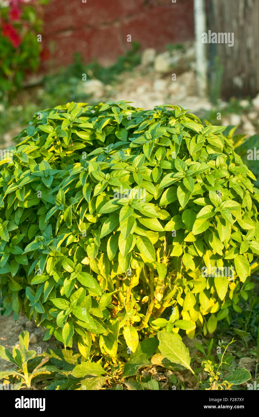 Basil plant in a garden Stock Photo Alamy